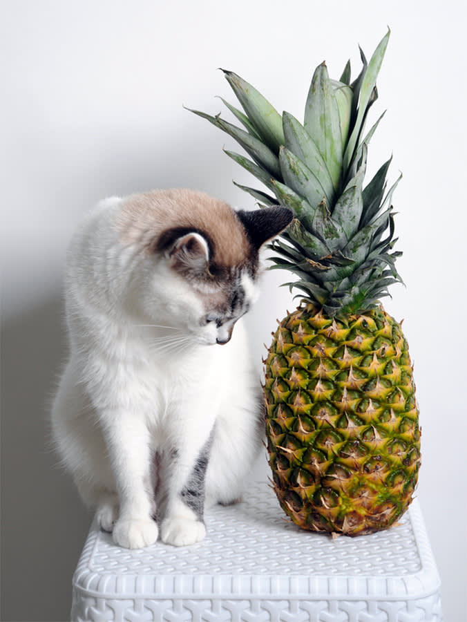White blue-eyed cat looking at pineapple on the table.
