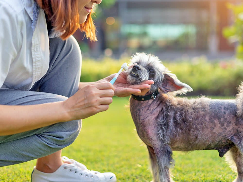 Woman brushing her dog's teeth outside.