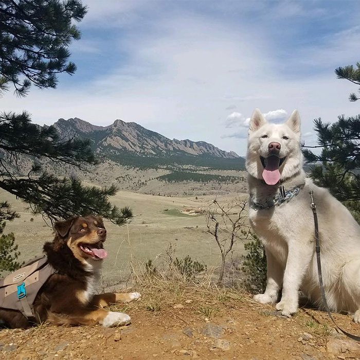two dogs pose at the Flatirons Vista trail 