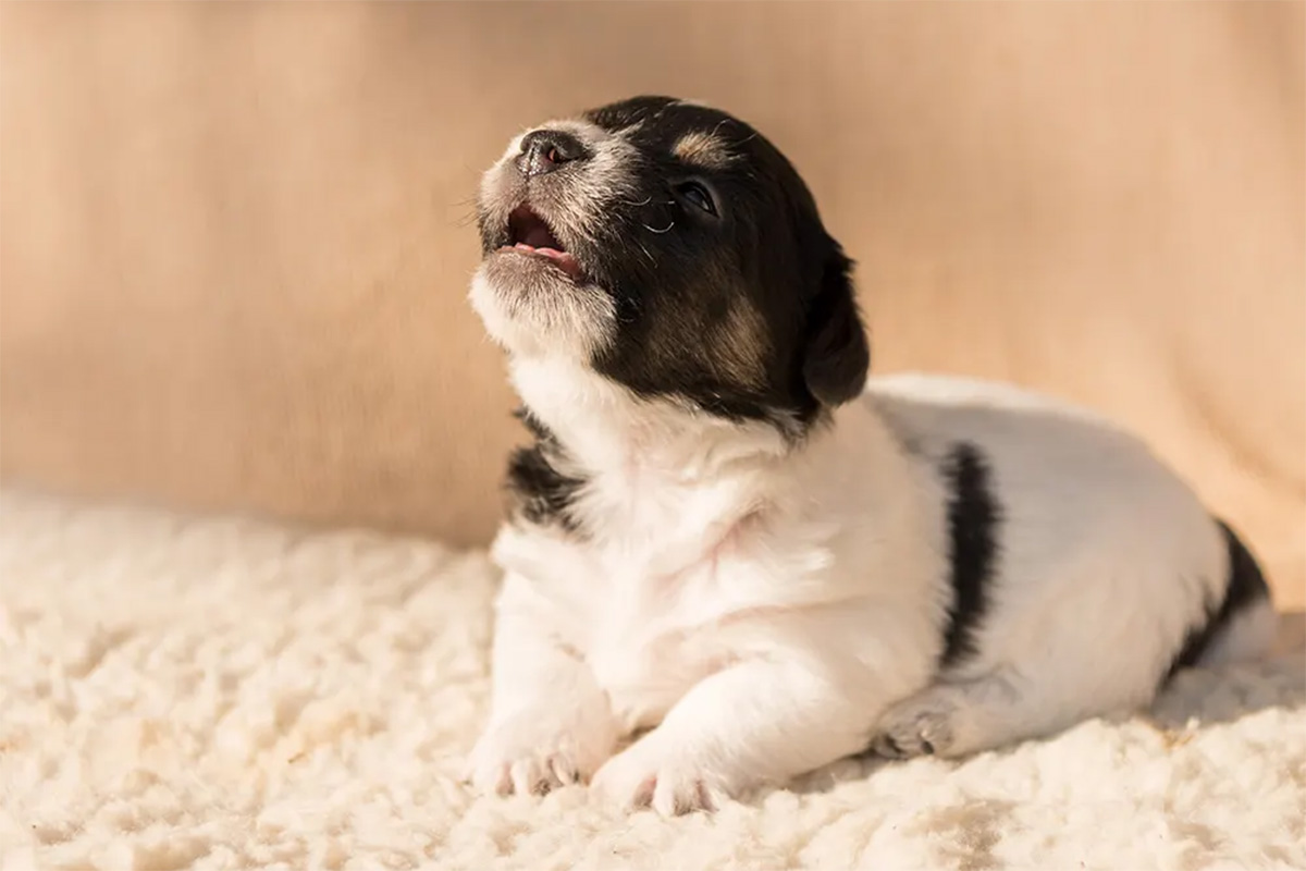 A puppy lies on a blanket and howls.