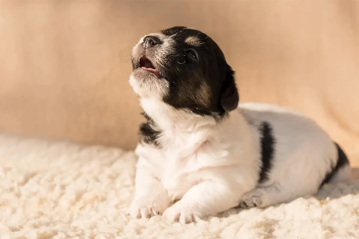 A puppy lies on a blanket and howls.