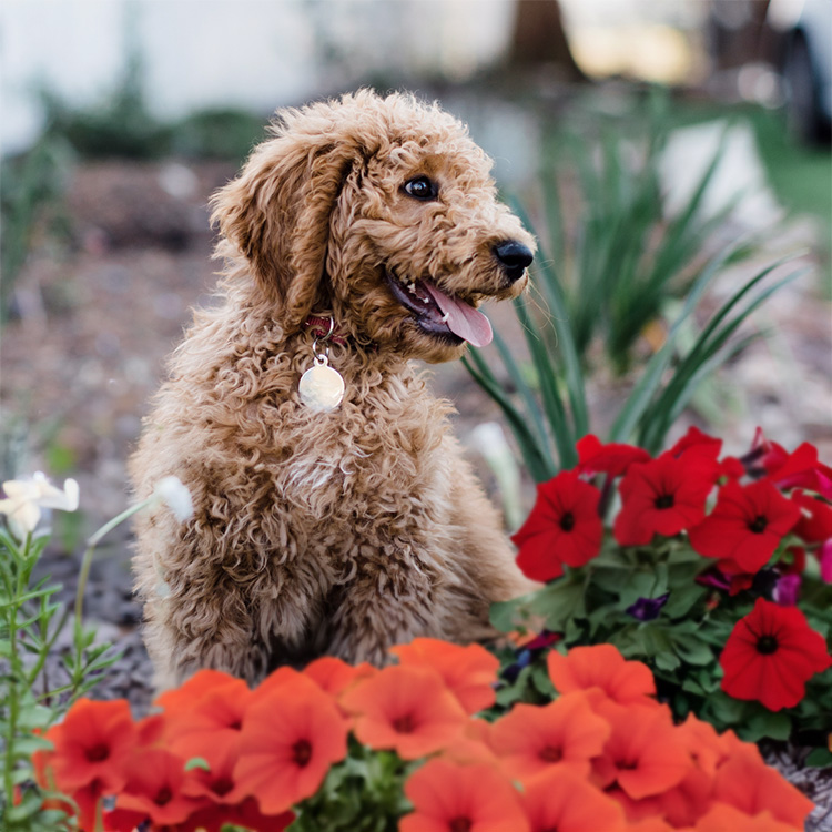 Cute doodle dog outside with Petunias.