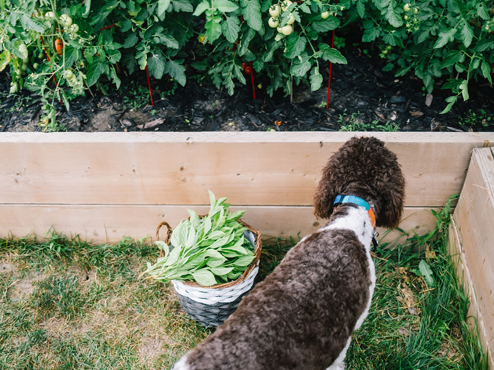 does dog pee kill tomato plants
