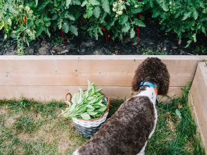 Dog near a vegetable garden next to a basket full of a harvest
