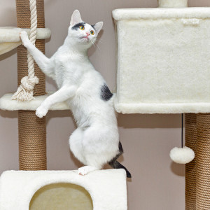 Funny white cat plays on cat tree inside.