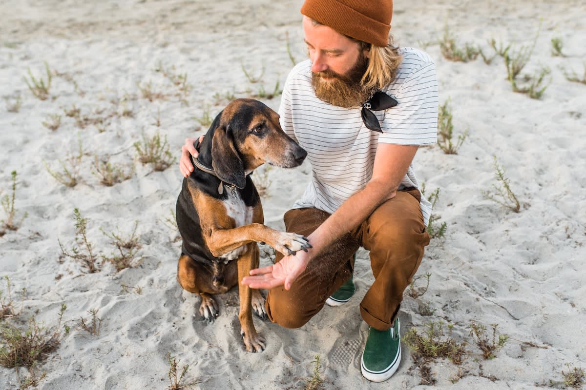 a senior dog puts their paw in the hand of a man with beard and beany. They are on a beach