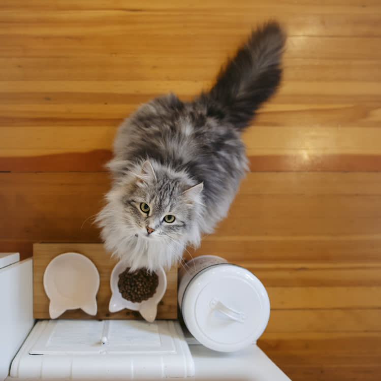 A fluffy cat looking up next to a food dish. 