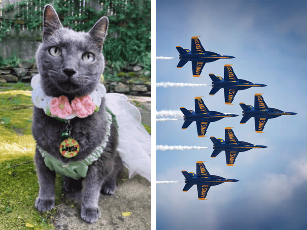 Woman claims jet noise traumatized her sick cat, then Blue Angels silenced her on social.