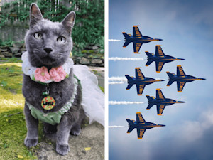 Woman claims jet noise traumatized her sick cat, then Blue Angels silenced her on social.