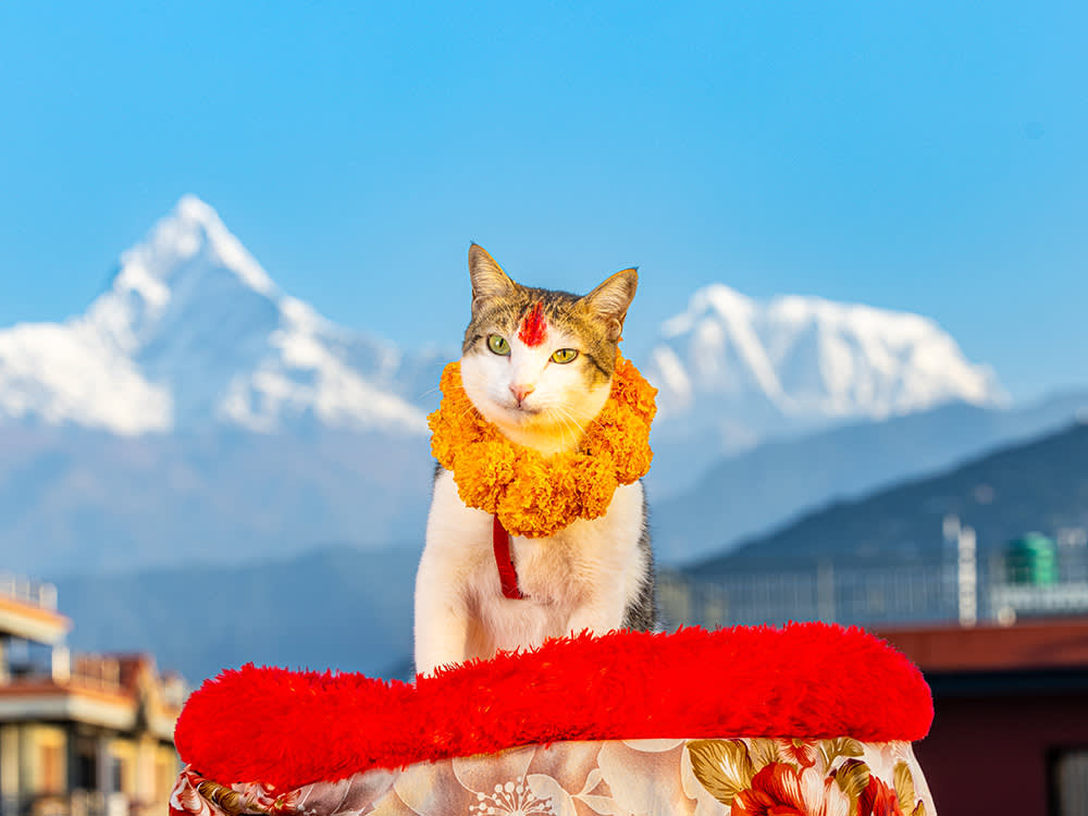 A cat wears traditional garments in Nepal