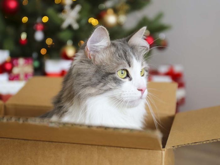 Grey and white longhair cat sitting in a cardboard box with a Christmas tree and blurry festive decor in the background