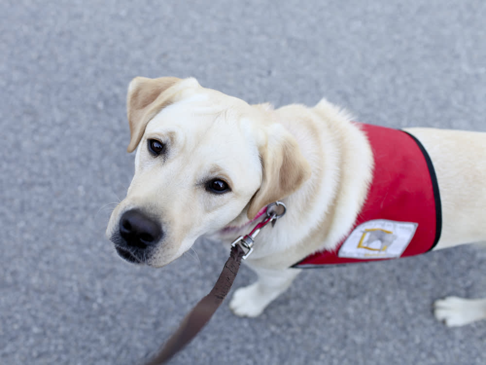 are service dogs allowed to help with anxiety