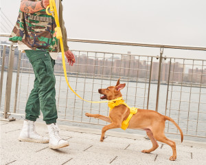 Wild One and Isaac Mizrahi Teamed Up For a Colorful Collab for Dogs · The  Wildest