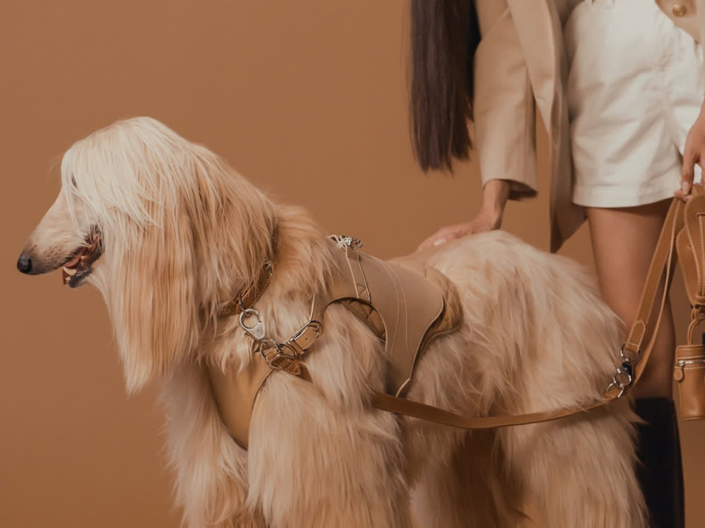 Pagerie is the first-ever luxury fashion house for pets