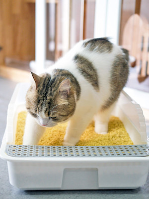 Cat using litterbox at home.