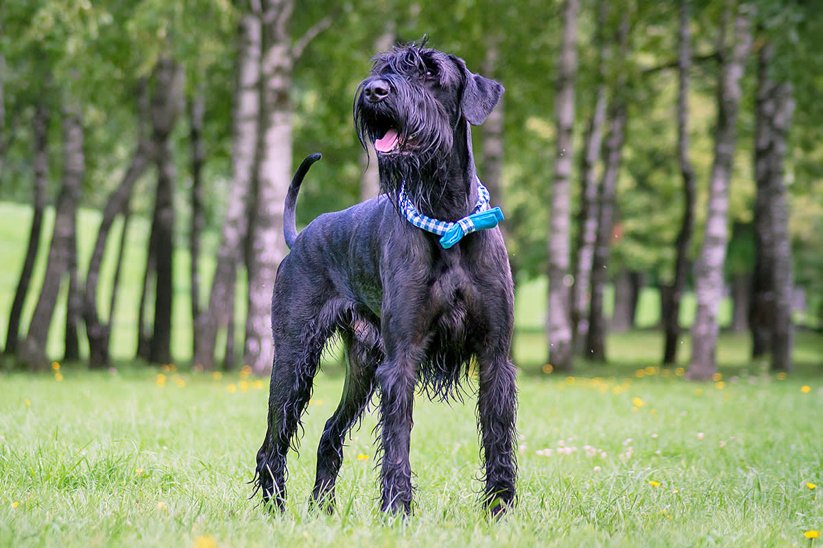 Giant Schnauzer with undocked ear and tail