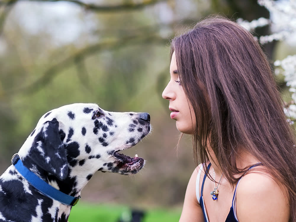 Woman looking at her Dalmatian dog outside.