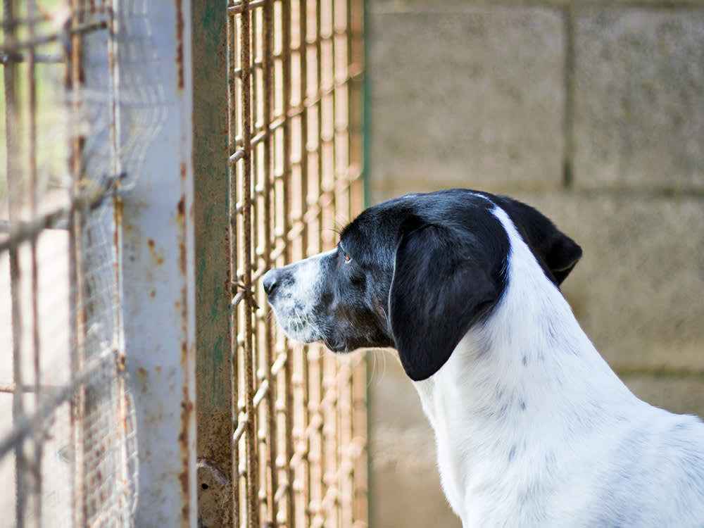 Sad dog looking outside of cage door.