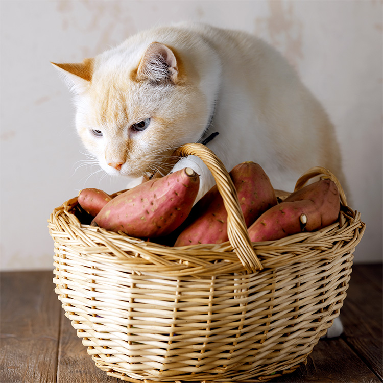 Cats eat 2025 sweet potato