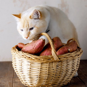 A beautiful fat white cat sniffs a wicker basket of sweet potatoes.