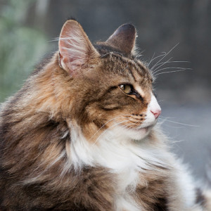 Norwegian Forest Cat