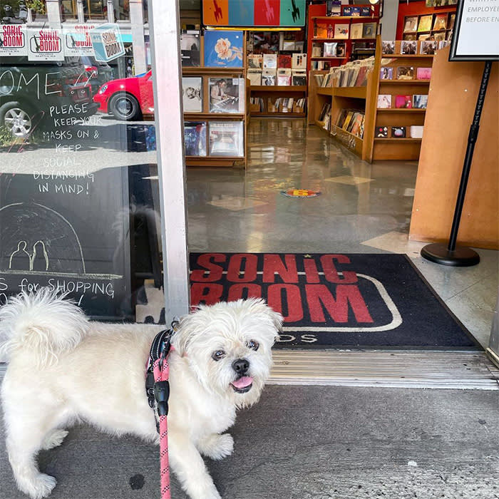 a dog outside Sonic Boom Records