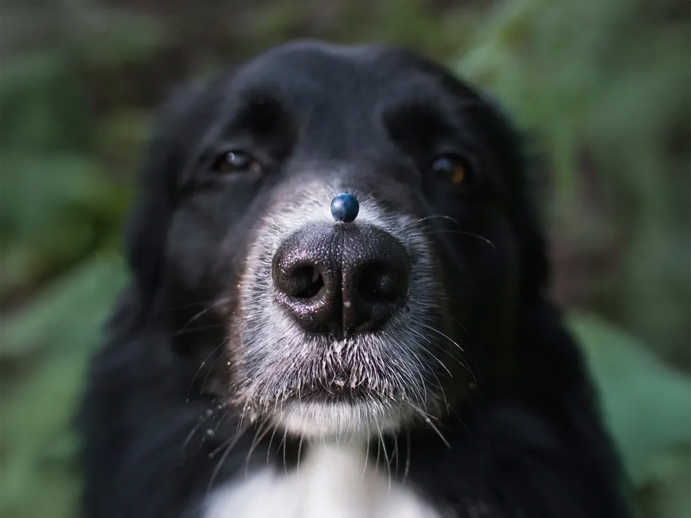 dog balancing a blueberry on their nose