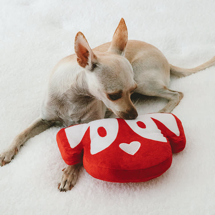 Kaley Cuoco’s dog Opal with an Oh Norman toy