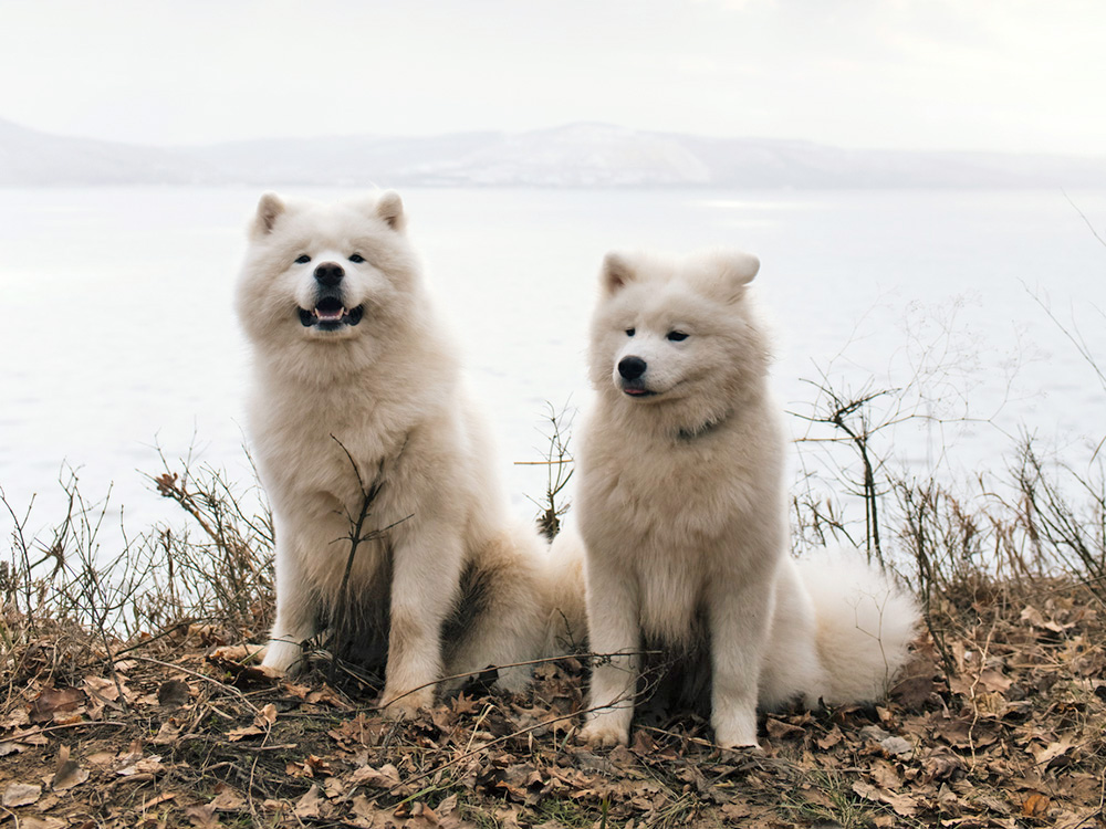 Two large white dogs sit on the banks of a river.