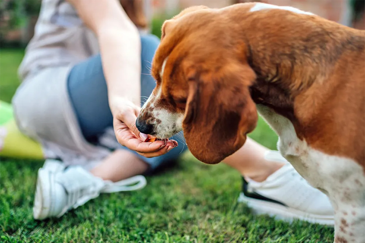 Dog receiving treat