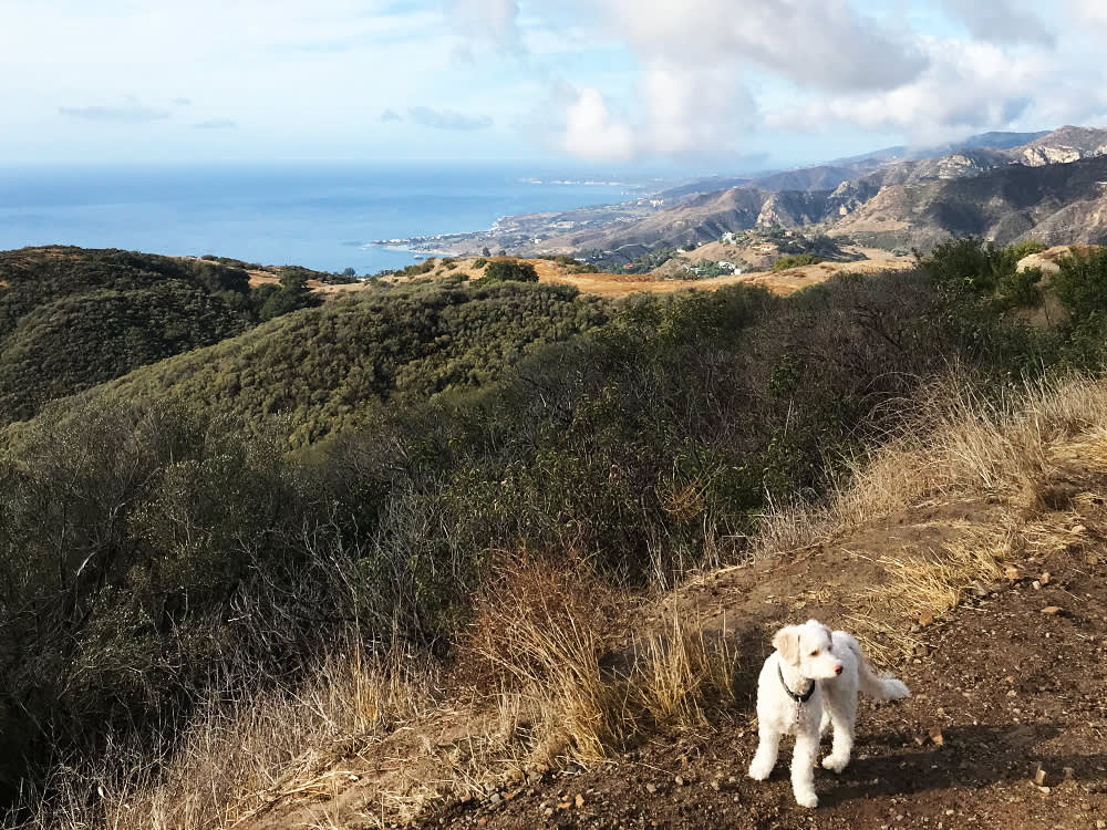 Dave Coast's dog at Tuna Canyon