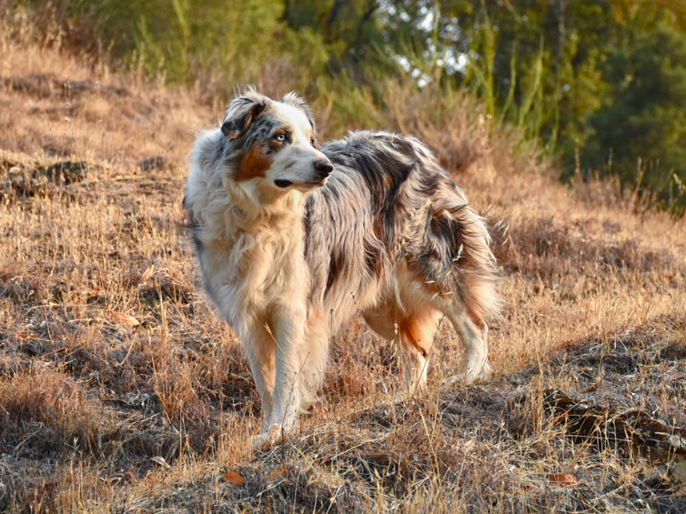 Australian Shepherd on a hill during golden hour