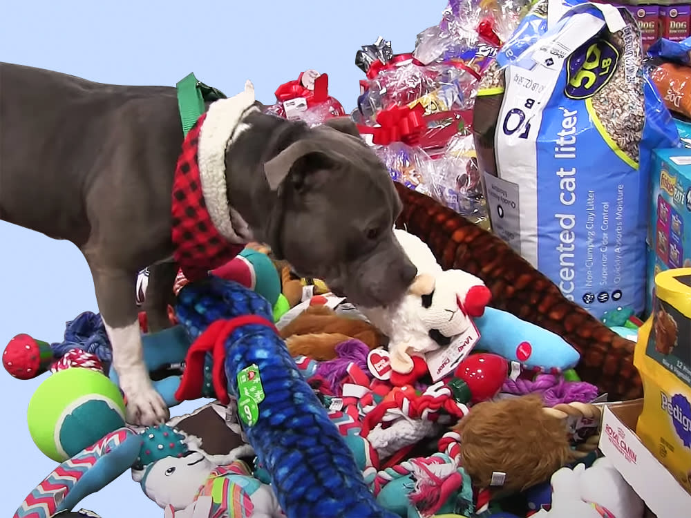 Shelter dog looking at a pile of dog supplies and toys