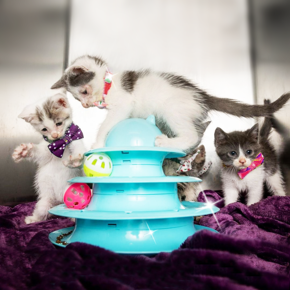 shelter kittens playing with a round blue plastic toy with balls