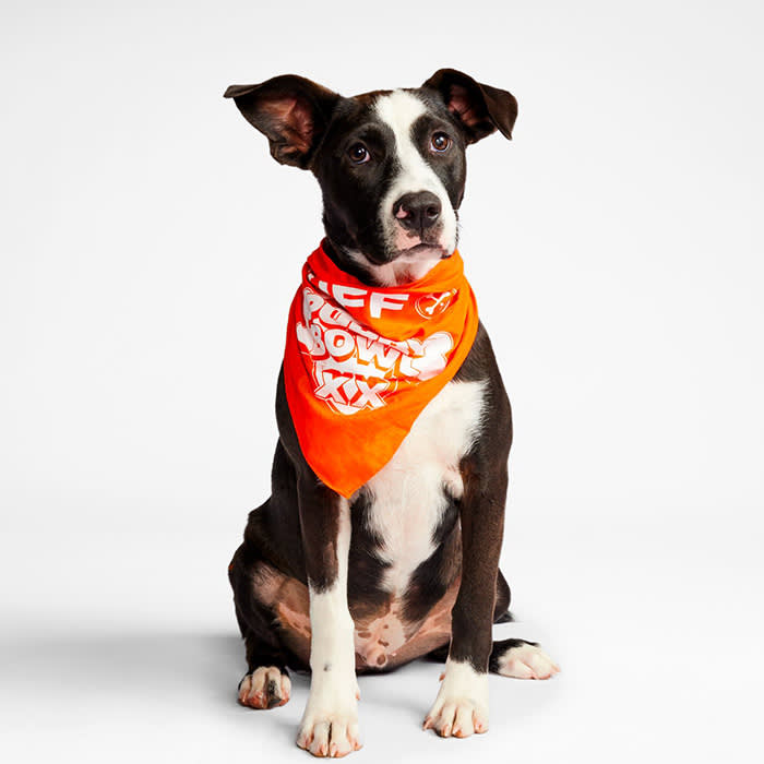 a black and white dog, puppy bowl