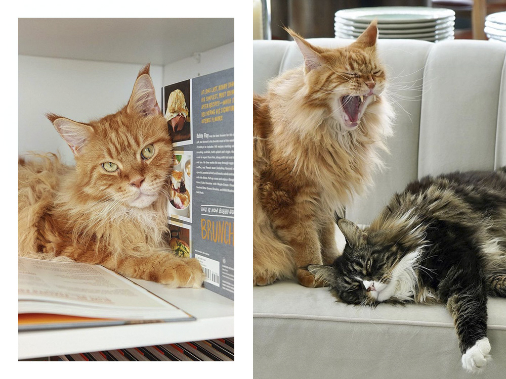 Nacho Flay, orange cat