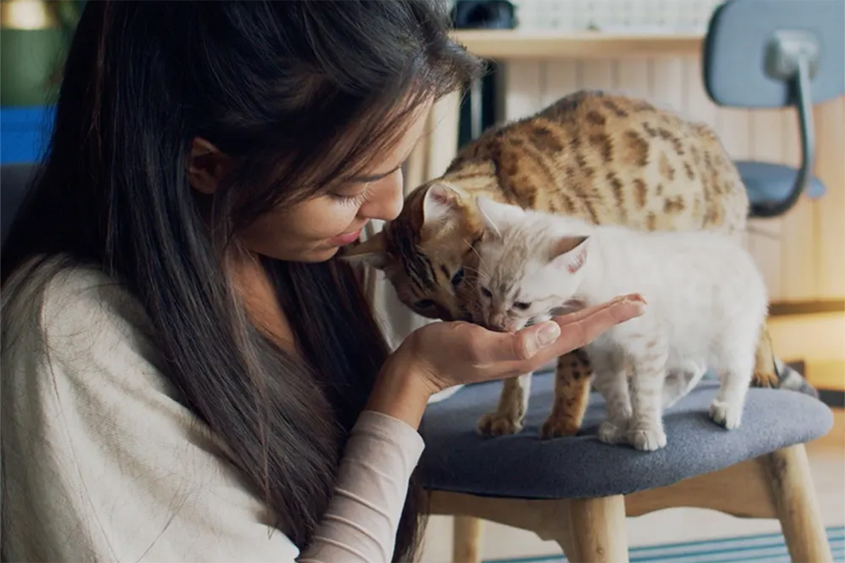 Cats grooming person