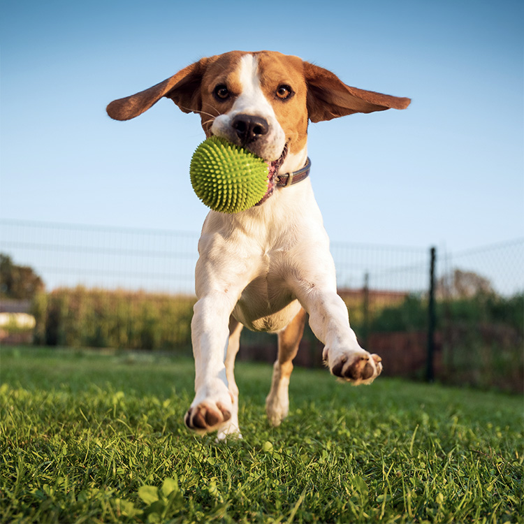 Cute Beagle dog running outside with a ball.