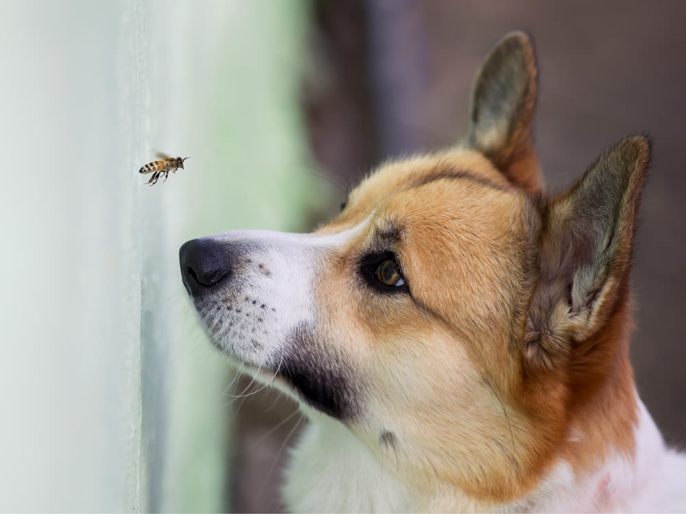 Close up photo of Corgi dog staring up at a flying bee