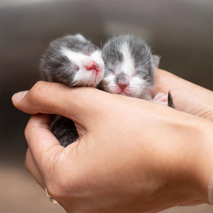 two grey and white kittens in person's hands