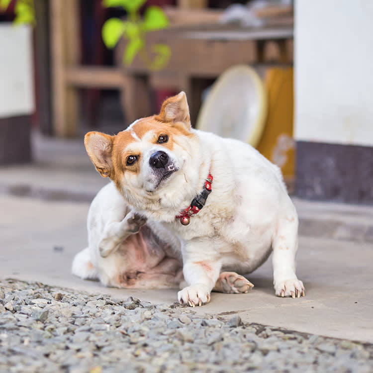 Itchy dog try to scratching its skin.