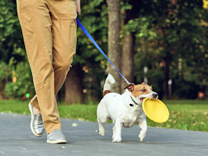 Cute dog holding a frisbee in it's mouth outside.