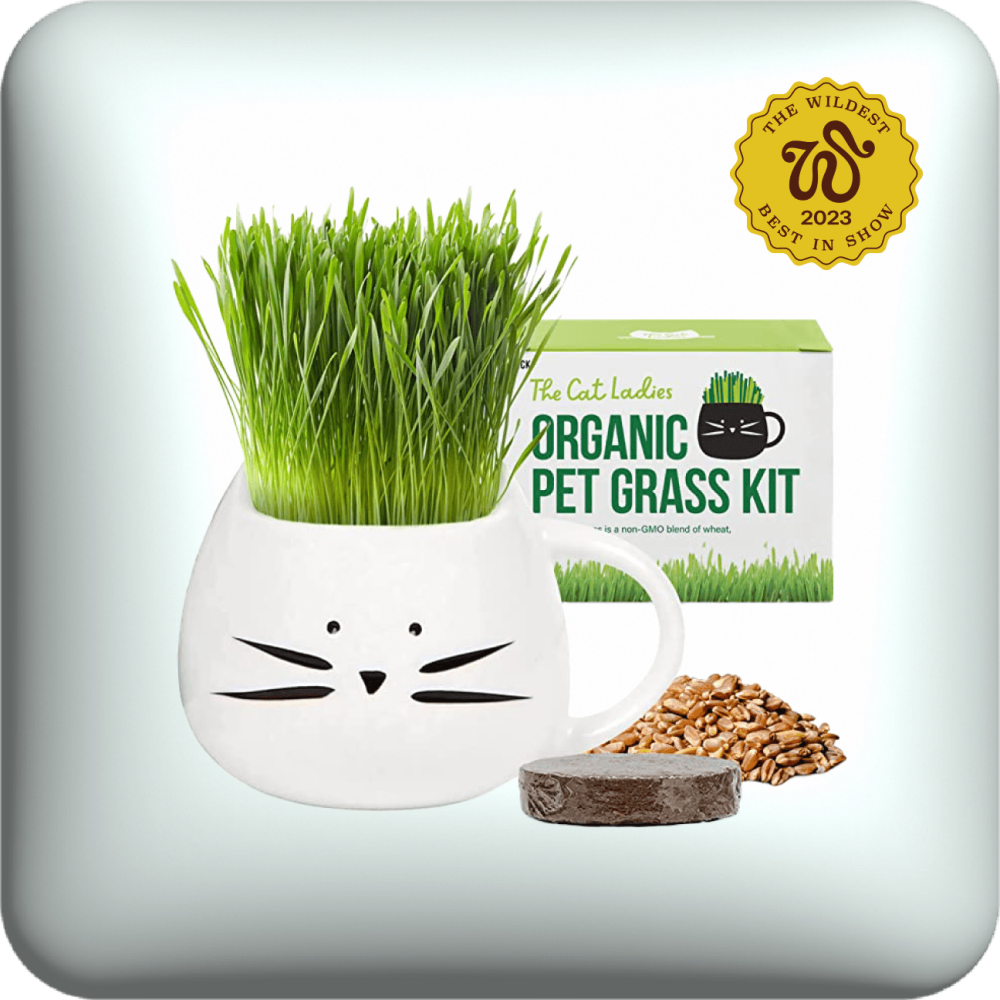 cat ladies organic cat grass kit