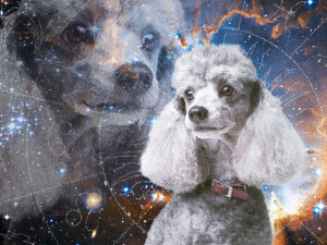 Poodle overlaid on space and galaxy imagery in a retro portrait style