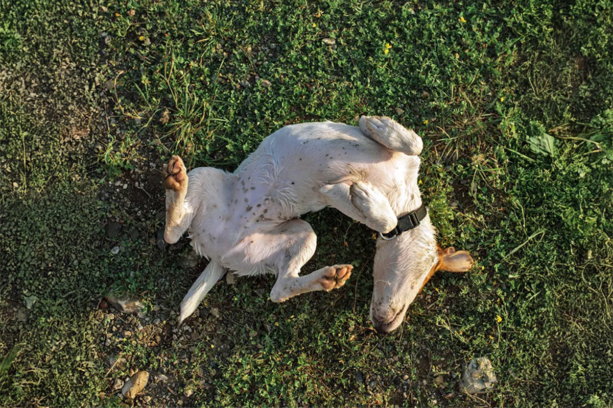 dog rolling on back in grass