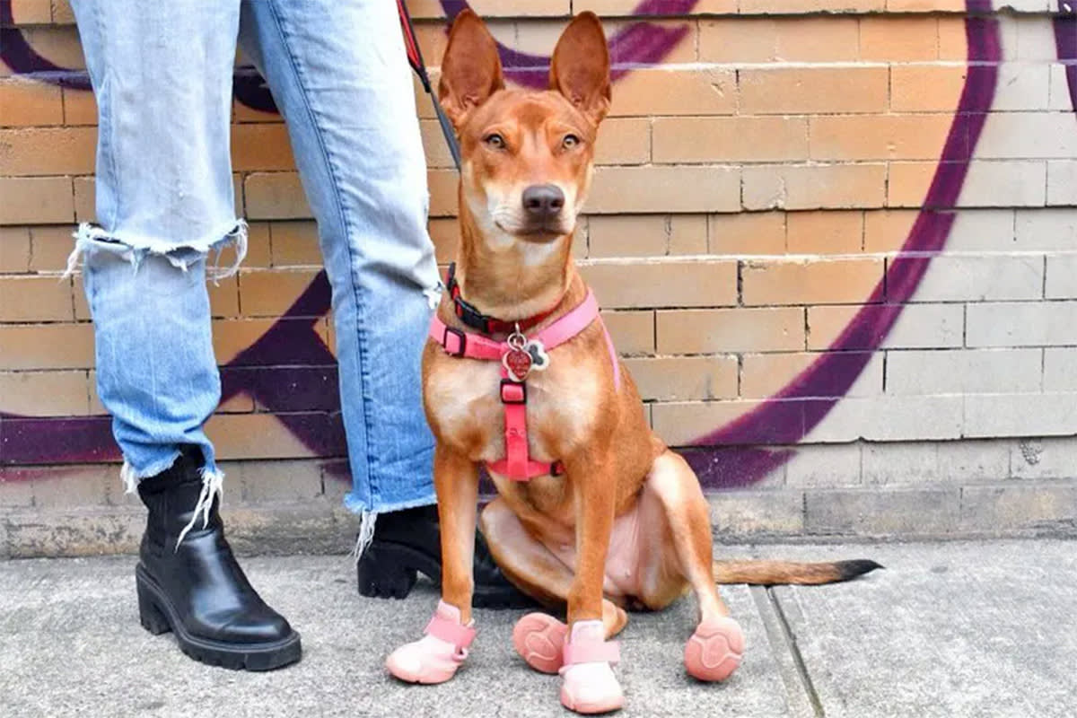 dog wearing booties in the summer