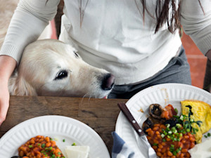 white dog looking up at a table with a plate filled with food on it