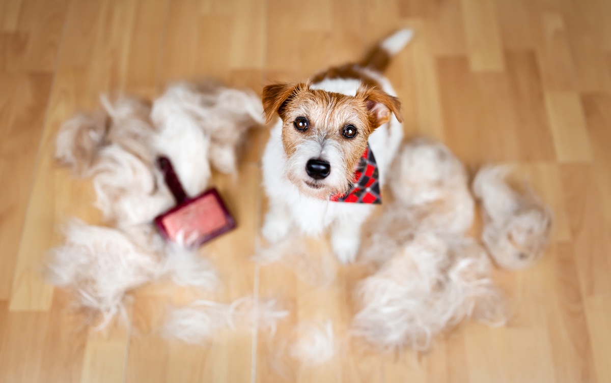 a picture of a small jack russell surrounded by fur and a brush