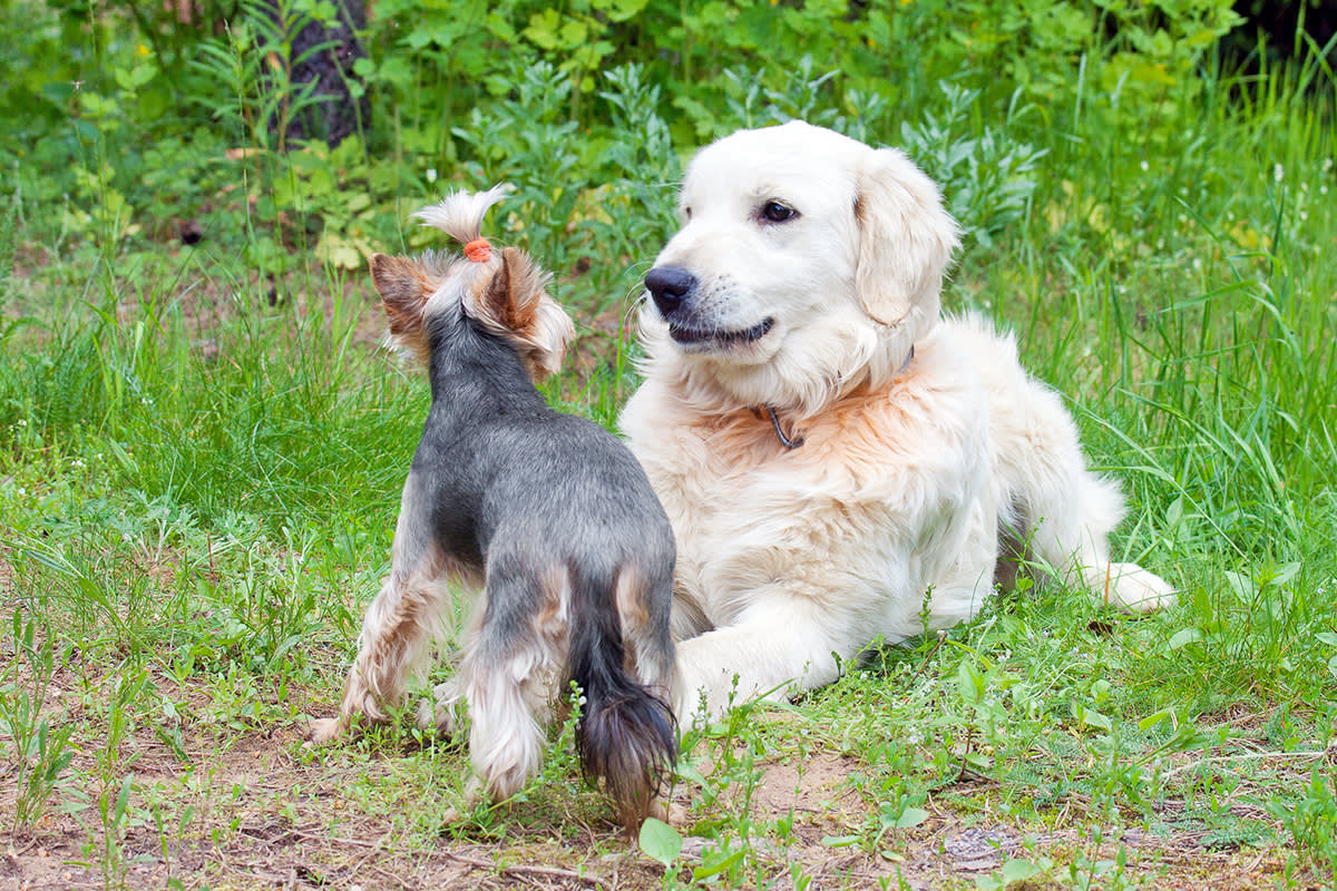 Dog lying down facing another dog