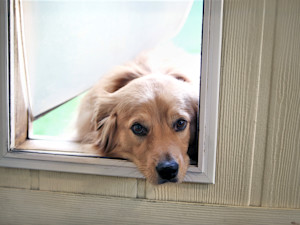 Cute dog sticking head through doggy door.